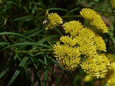 Cassinia aureonitens, photographed by Max Campbell