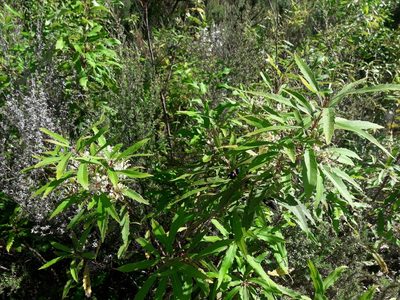 Lomatia fraseri, photographed by naturewatchwidow