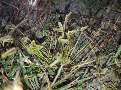 Isolepis levynsiana, photographed by naturewatchwidow