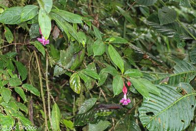 Drymonia conchocalyx, photographed by lallen