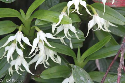 Maxillaria inaudita, photographed by lallen