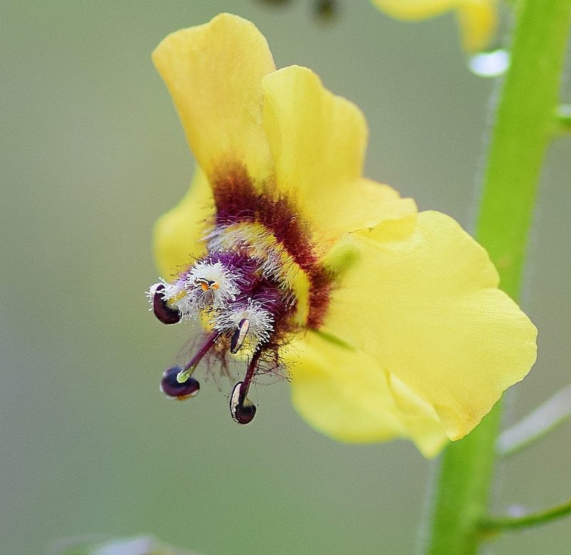 Verbascum xanthophoeniceum, photographed by Kostas Zontanos