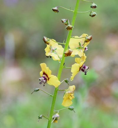 Verbascum xanthophoeniceum, photographed by Kostas Zontanos