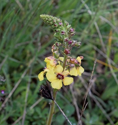 Verbascum xanthophoeniceum, photographed by Kostas Zontanos