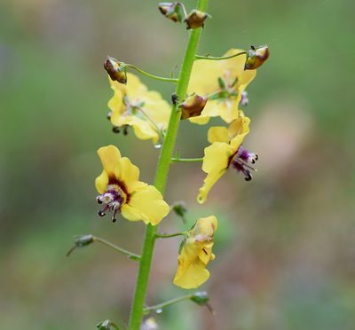Verbascum xanthophoeniceum, photographed by Kostas Zontanos
