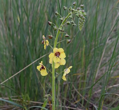 Verbascum xanthophoeniceum, photographed by Kostas Zontanos