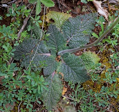 Verbascum xanthophoeniceum, photographed by Kostas Zontanos