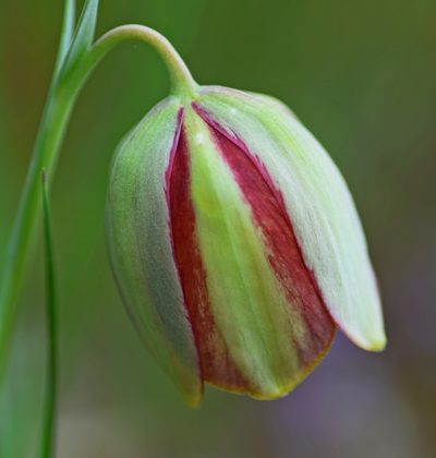 Fritillaria gussichiae, photographed by Kostas Zontanos