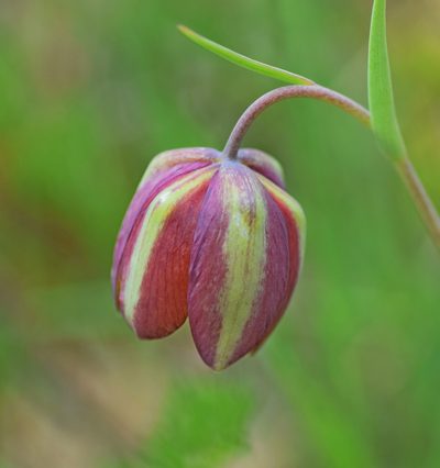 Fritillaria gussichiae, photographed by Kostas Zontanos