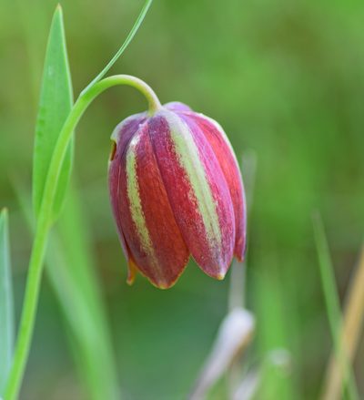 Fritillaria gussichiae, photographed by Kostas Zontanos