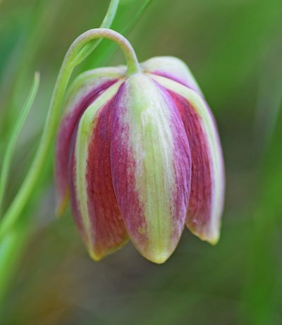 Fritillaria gussichiae, photographed by Kostas Zontanos