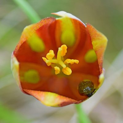 Fritillaria gussichiae, photographed by Kostas Zontanos