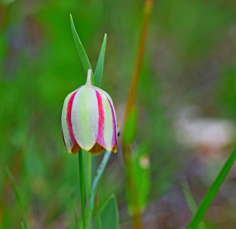 Fritillaria gussichiae, photographed by Kostas Zontanos