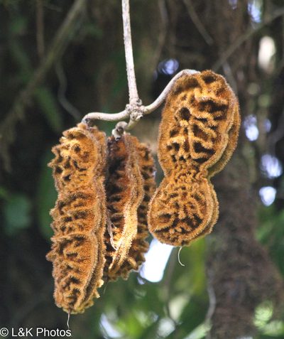 Mucuna monticola, photographed by lallen