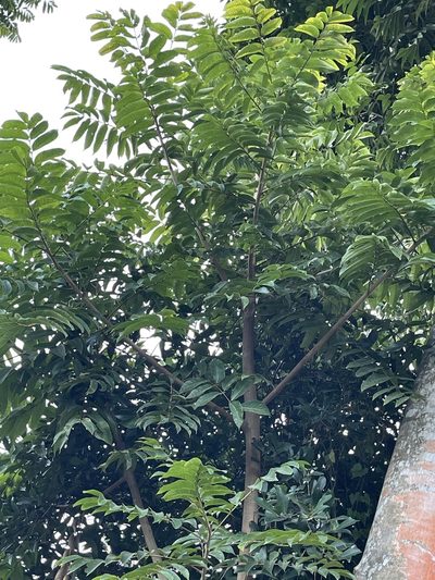 Ailanthus fordii, photographed by Yj