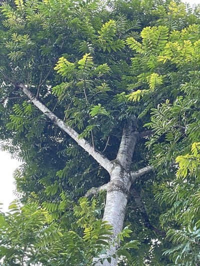 Ailanthus fordii, photographed by Yj