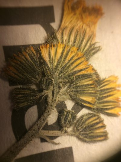Pilosella floribunda, photographed by Étienne Lacroix-Carignan