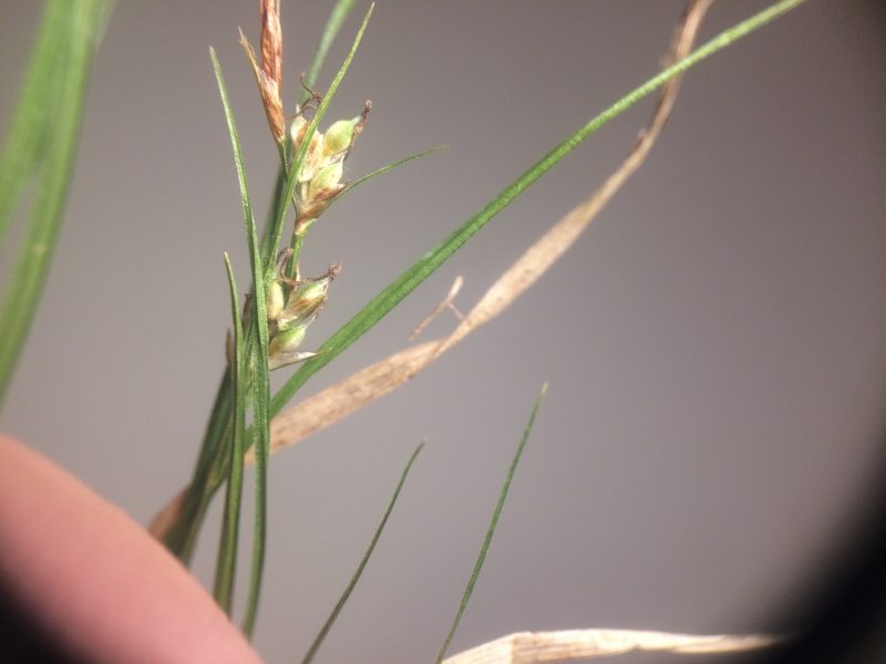 Carex novae-angliae, photographed by Étienne Lacroix-Carignan