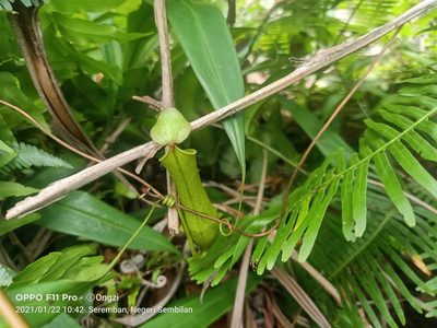 Nepenthes gracilis, photographed by Ong Jyh Seng
