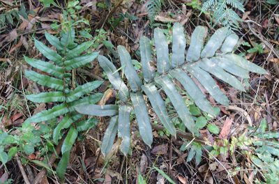Parablechnum wattsii, photographed by yatesy