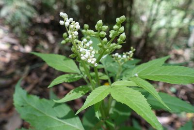Sambucus gaudichaudiana, photographed by yatesy