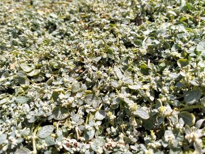 Atriplex buchananii, photographed by John Barkla