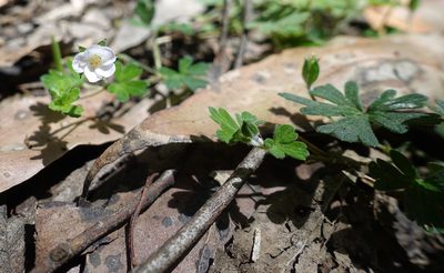 Geranium potentilloides, photographed by yatesy