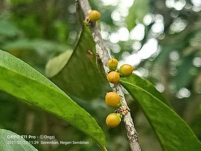 Hugonia griffithiana, photographed by Ong Jyh Seng