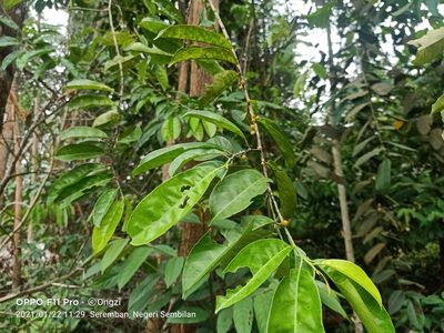 Hugonia griffithiana, photographed by Ong Jyh Seng