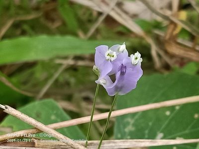Burmannia coelestis, photographed by Ong Jyh Seng