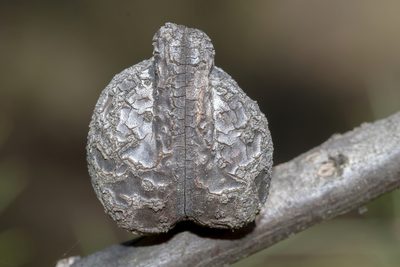 Hakea decurrens, photographed by Andrew Allen