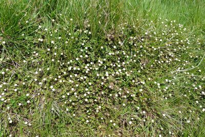 Leptinella minor, photographed by Colin Meurk