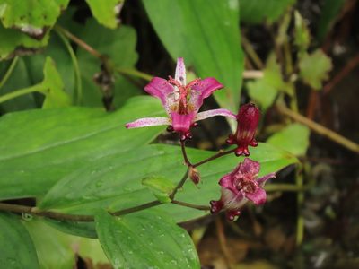 Tricyrtis formosana, photographed by chiuluan