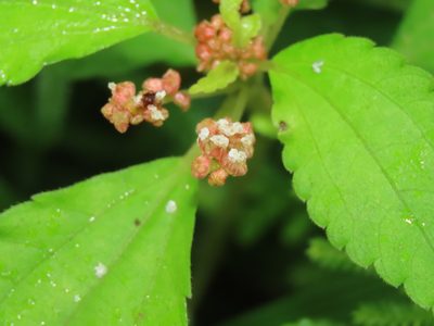 Pilea aquarum, photographed by chiuluan