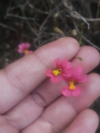 Nemesia pageae, photographed by sharndreheuvel