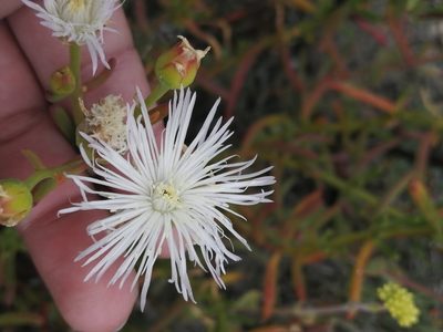 Mesembryanthemum longistylum, photographed by sharndreheuvel