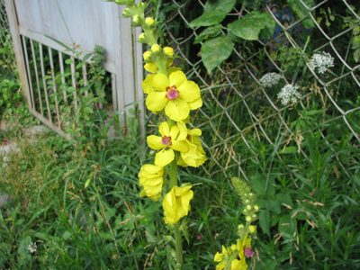 Verbascum pyramidatum, photographed by Алексей Логинов