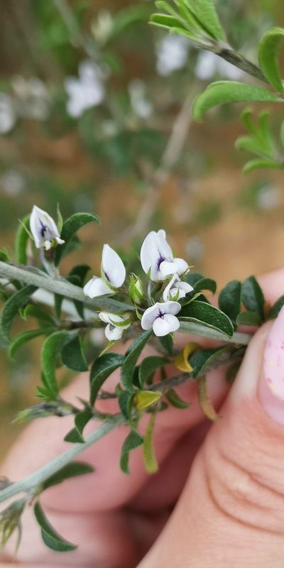 Psoralea spissa, photographed by leandra-k_89