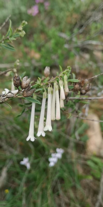 Freylinia longiflora, photographed by leandra-k_89