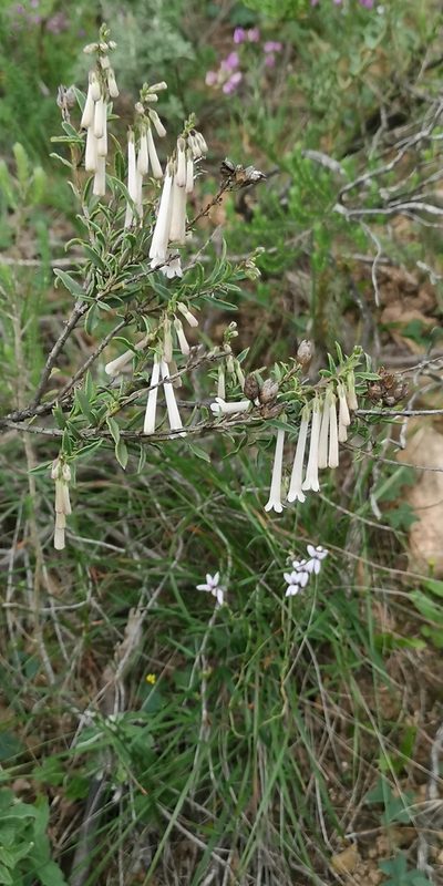 Freylinia longiflora, photographed by leandra-k_89