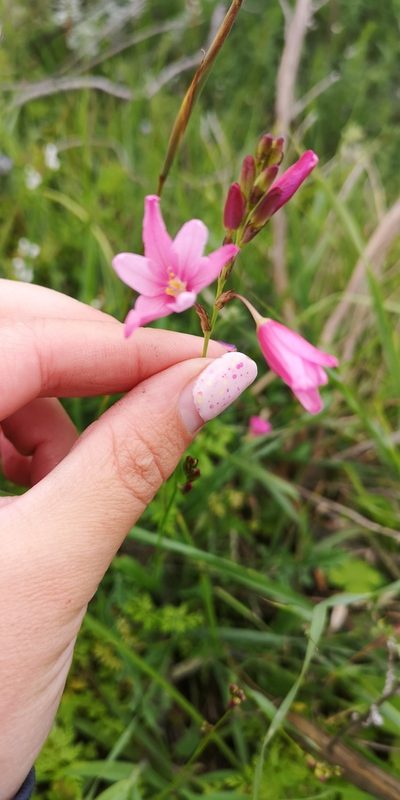 Ixia helmei, photographed by leandra-k_89
