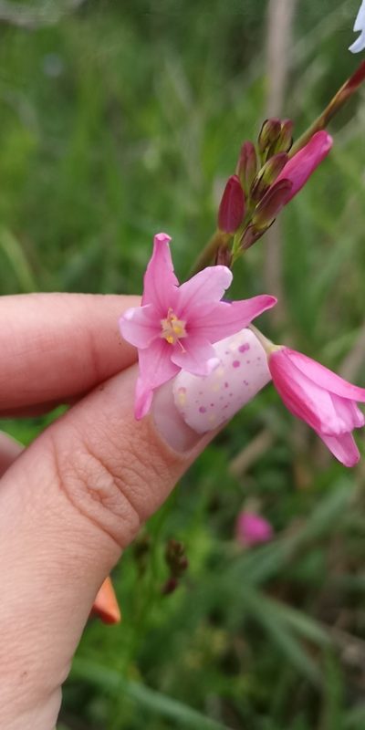 Ixia helmei, photographed by leandra-k_89
