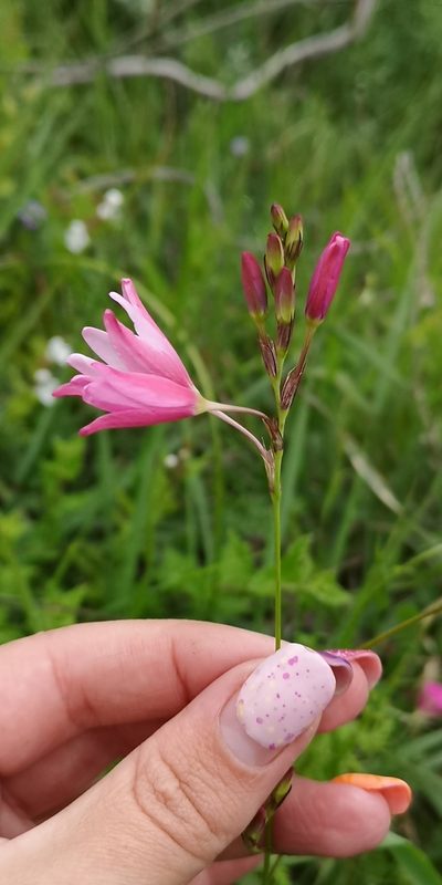 Ixia helmei, photographed by leandra-k_89