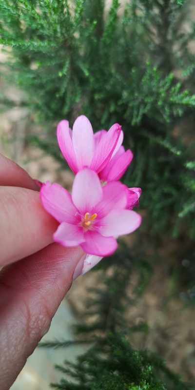 Ixia helmei, photographed by leandra-k_89