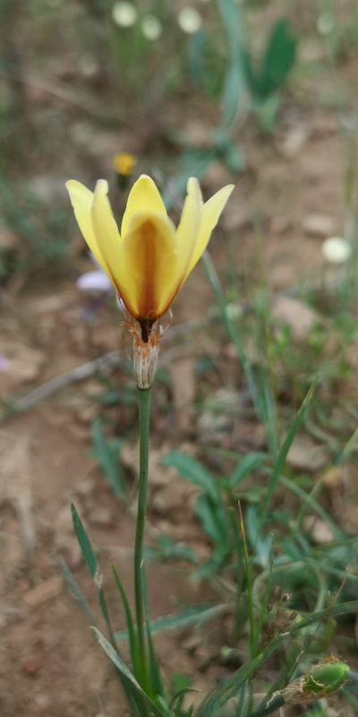 Sparaxis fragrans, photographed by leandra-k_89