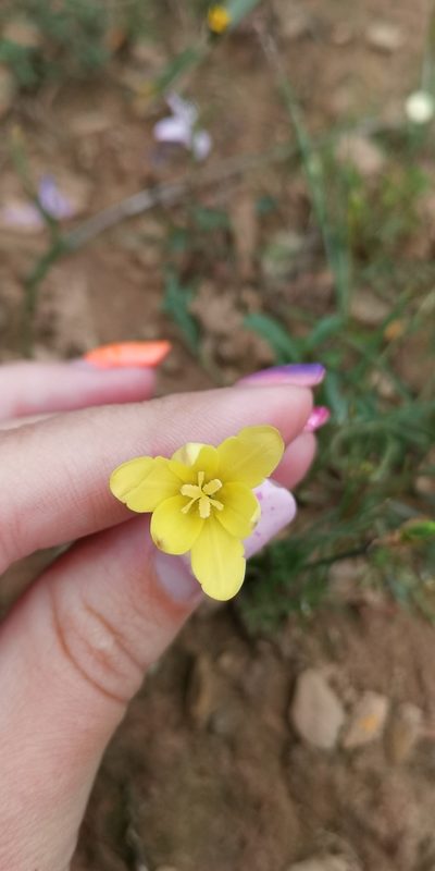 Sparaxis fragrans, photographed by leandra-k_89
