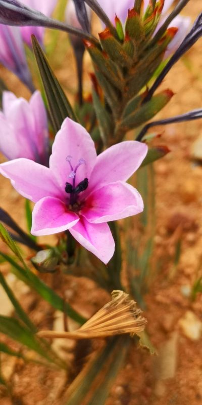 Babiana purpurea, photographed by leandra-k_89