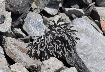 Lignocarpa carnosula, photographed by Genevieve Early