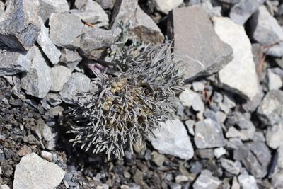Lignocarpa carnosula, photographed by Genevieve Early
