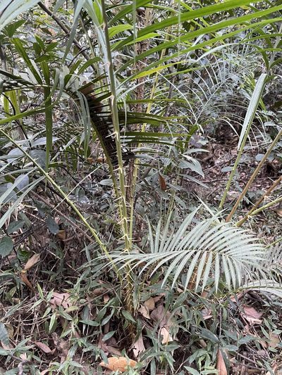 Calamus walkeri, photographed by Yj